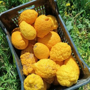 ⁠Cedri Bio -
