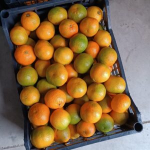 ⁠Clementine comuni o mandaranci Bio-Pallett da 640kg,da 1000kg circa(Prezzo franco partenza)