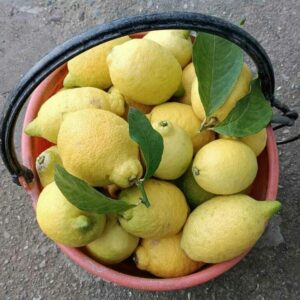 Limone Siracusano Bio-Pallett da 640kg,Pallett da 1000kg(prezzo franco partenza)