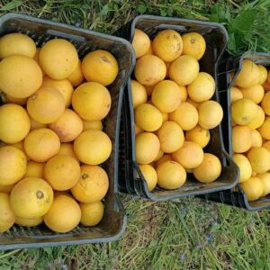 Pompelmo rosa Bio - Confezione da 10 kg