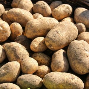 Patate pasta gialla della Sila