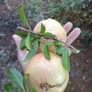 Melograno Bio - confezione da 6 kg