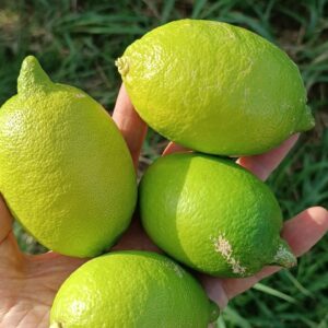 Limone Bio Verdi Primizie-Pallett da 640kg,Pallett da 1000 kg(prezzo franco partenza)